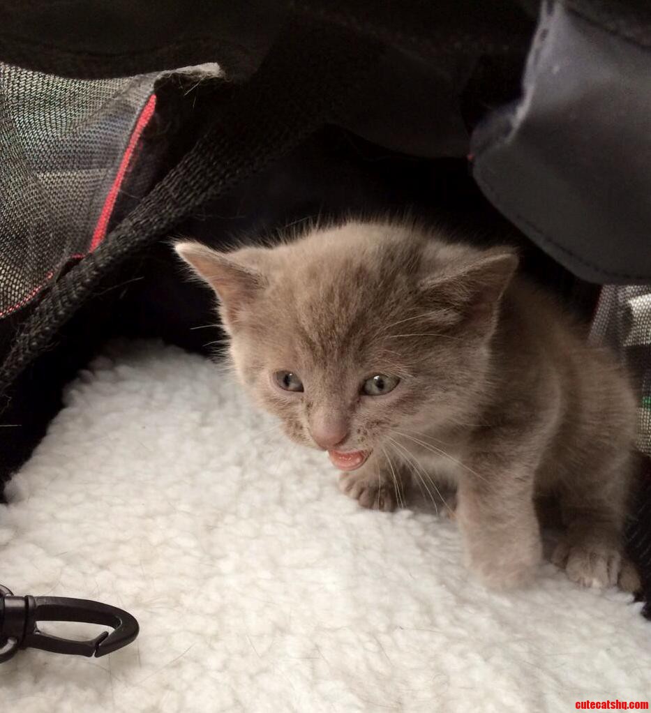 Just a Picture of a Kitten Mewing