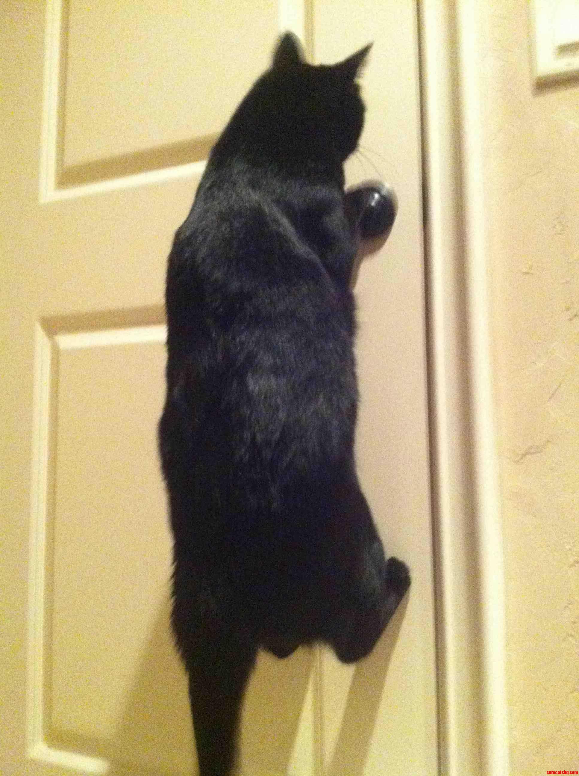 Just My Cat Batman You Know Opening Up Doors and Stuff.