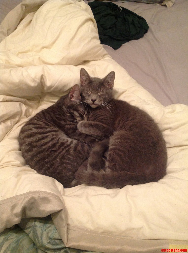 Just My Two Cats Cuddling Each Other.