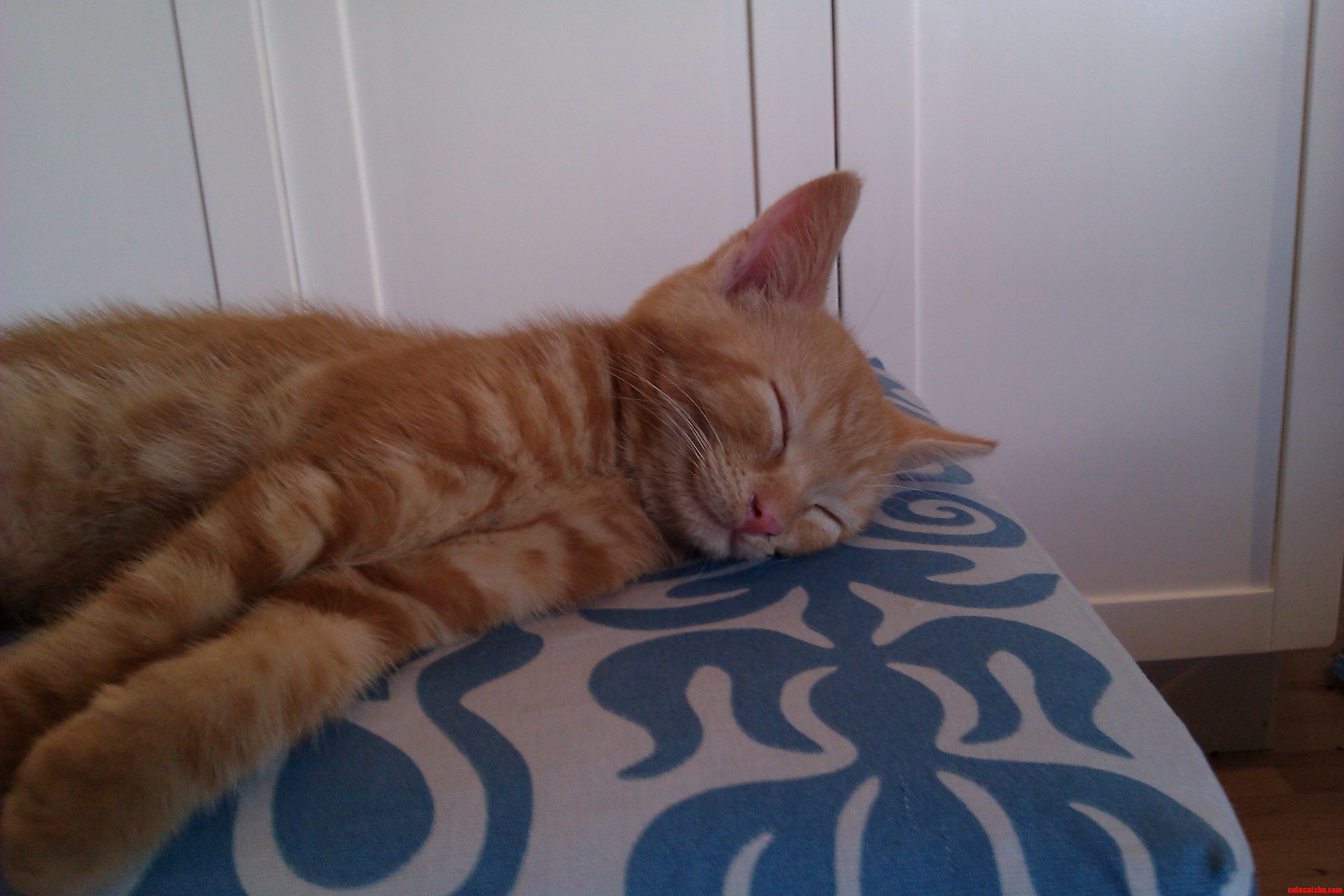 Keeping Exactly This Homemade Kitten Made Both Him and Me Very Happy