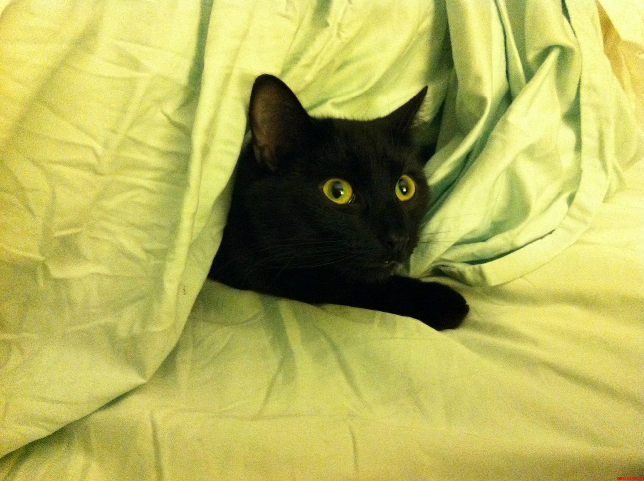 Khaos Under Cover