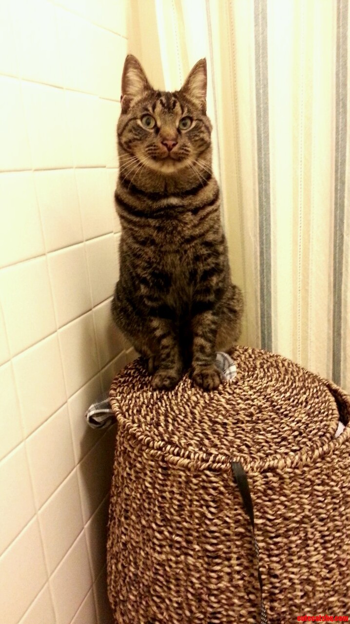 King of the Laundry