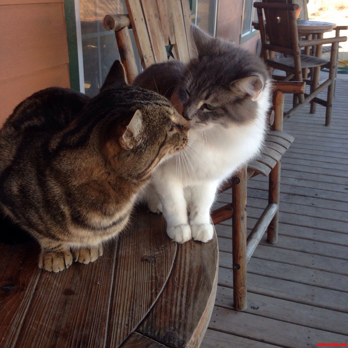 Kisses