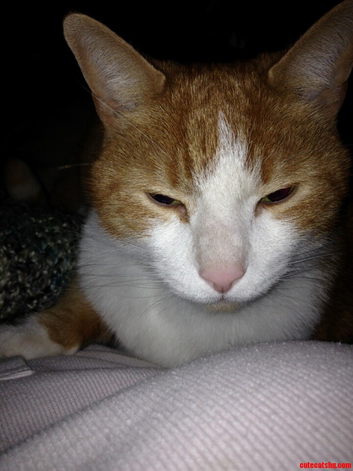 Kit Is Sleepy