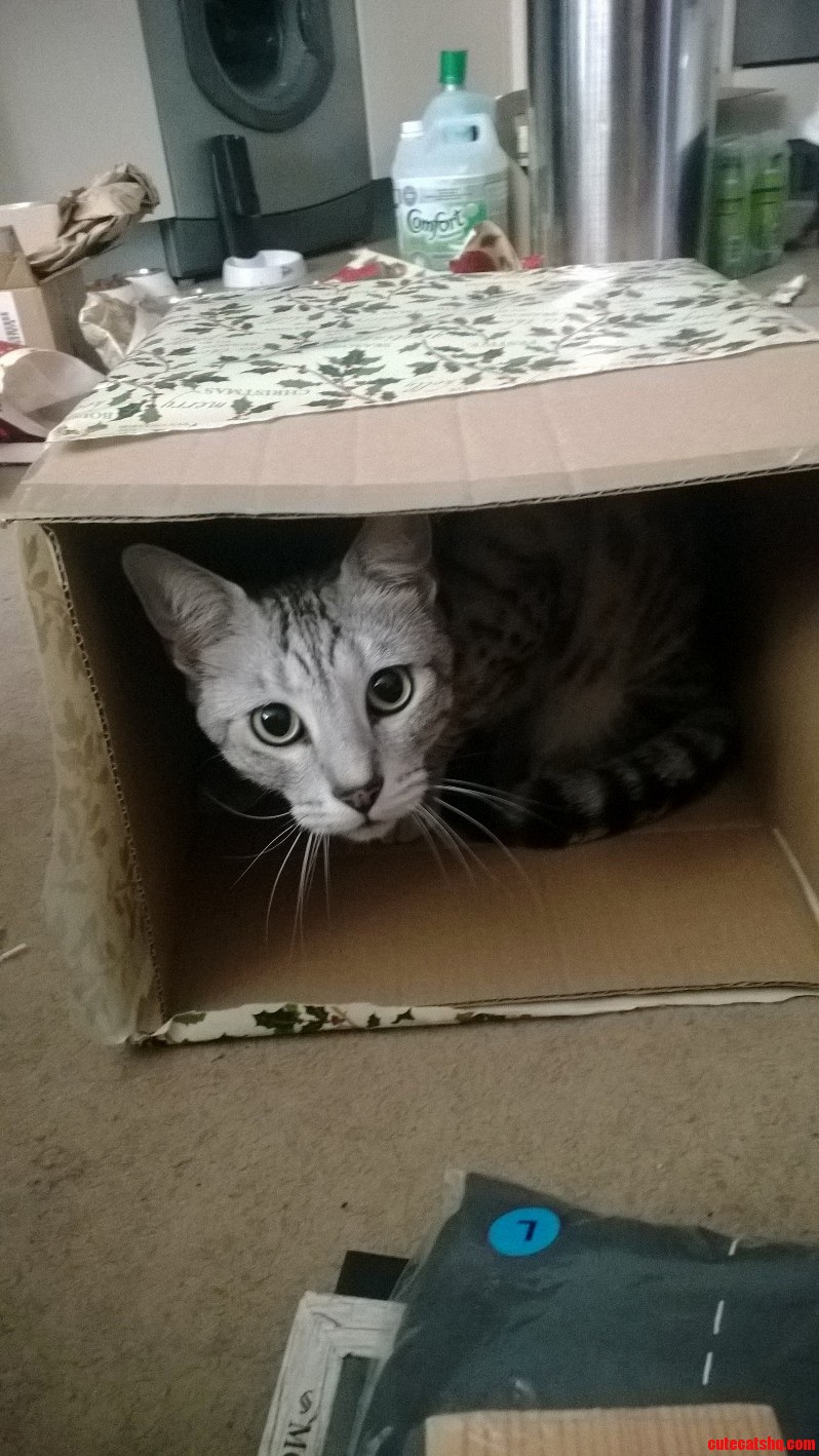 Kitteh Likes Box More Than the Presents