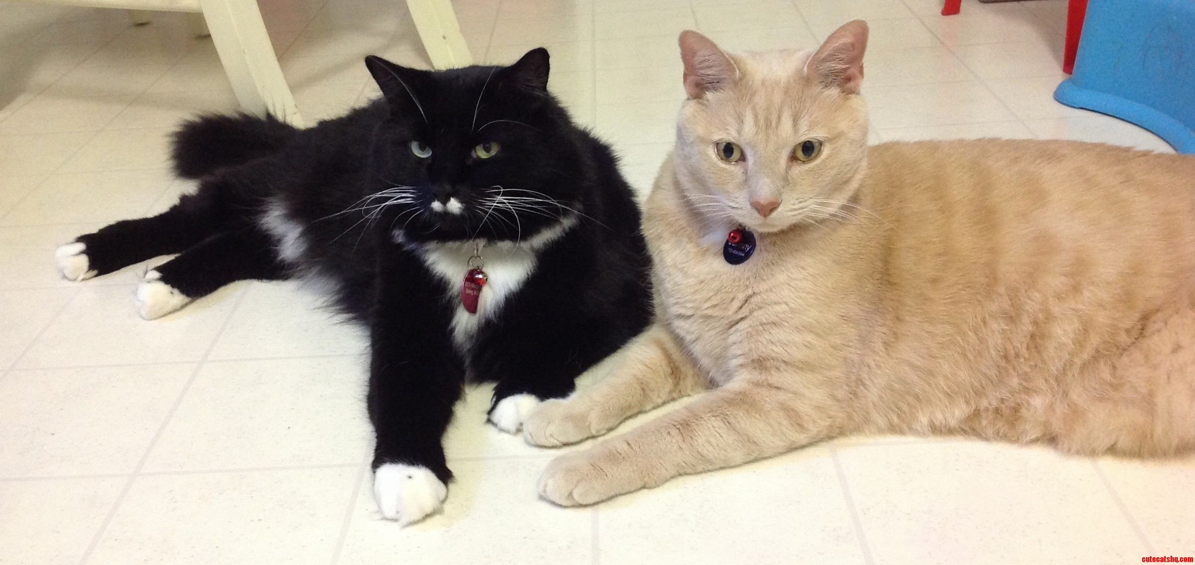 Kitty Friends