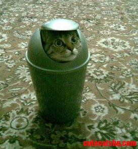 Kitty in the Garbage Can