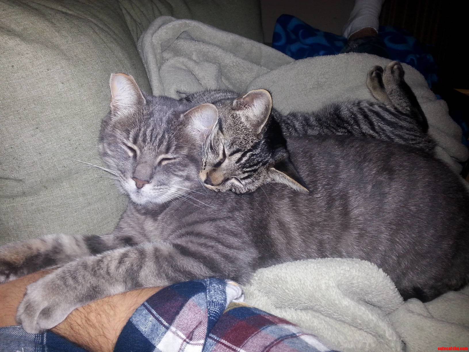 Kitty Love Kiki and Molly Maul
