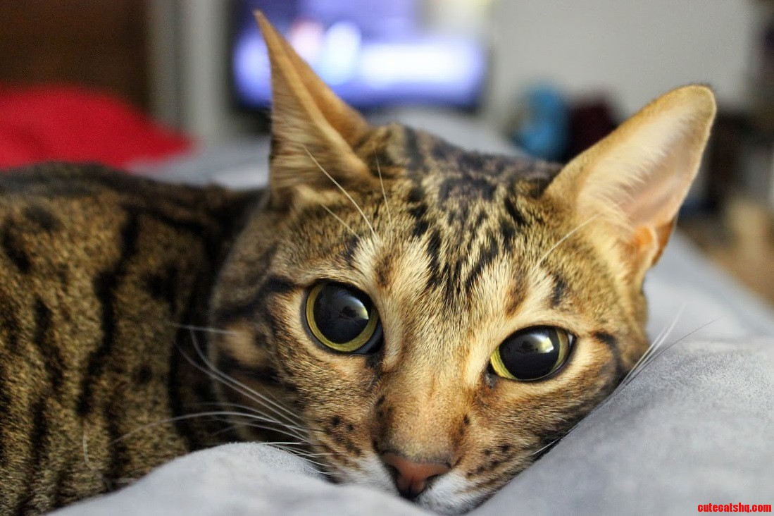 Kitty Loves the New Camera.