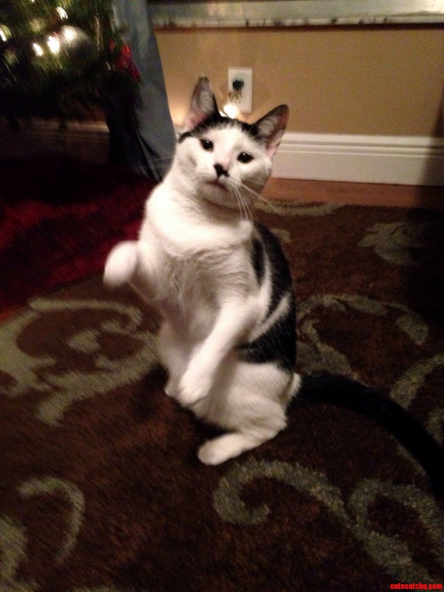 Kung Fu Kitty Action Shot