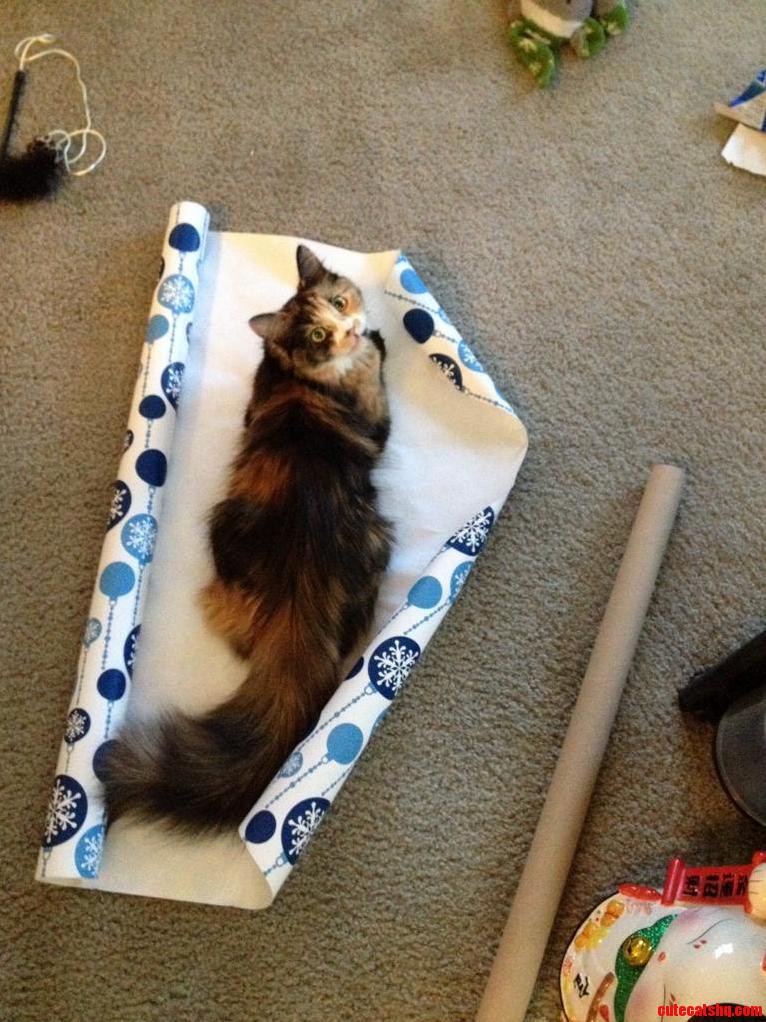 Last Minute Present Wrapping. Nope... She Has Other Plans.