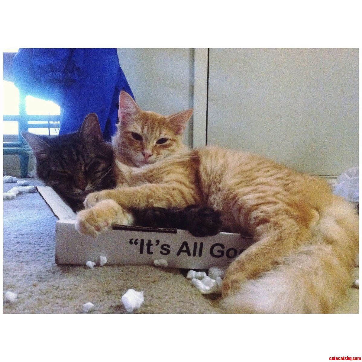Last Nights Pizza Box Is Todays Cuddley Cat Bed. Its All Good.