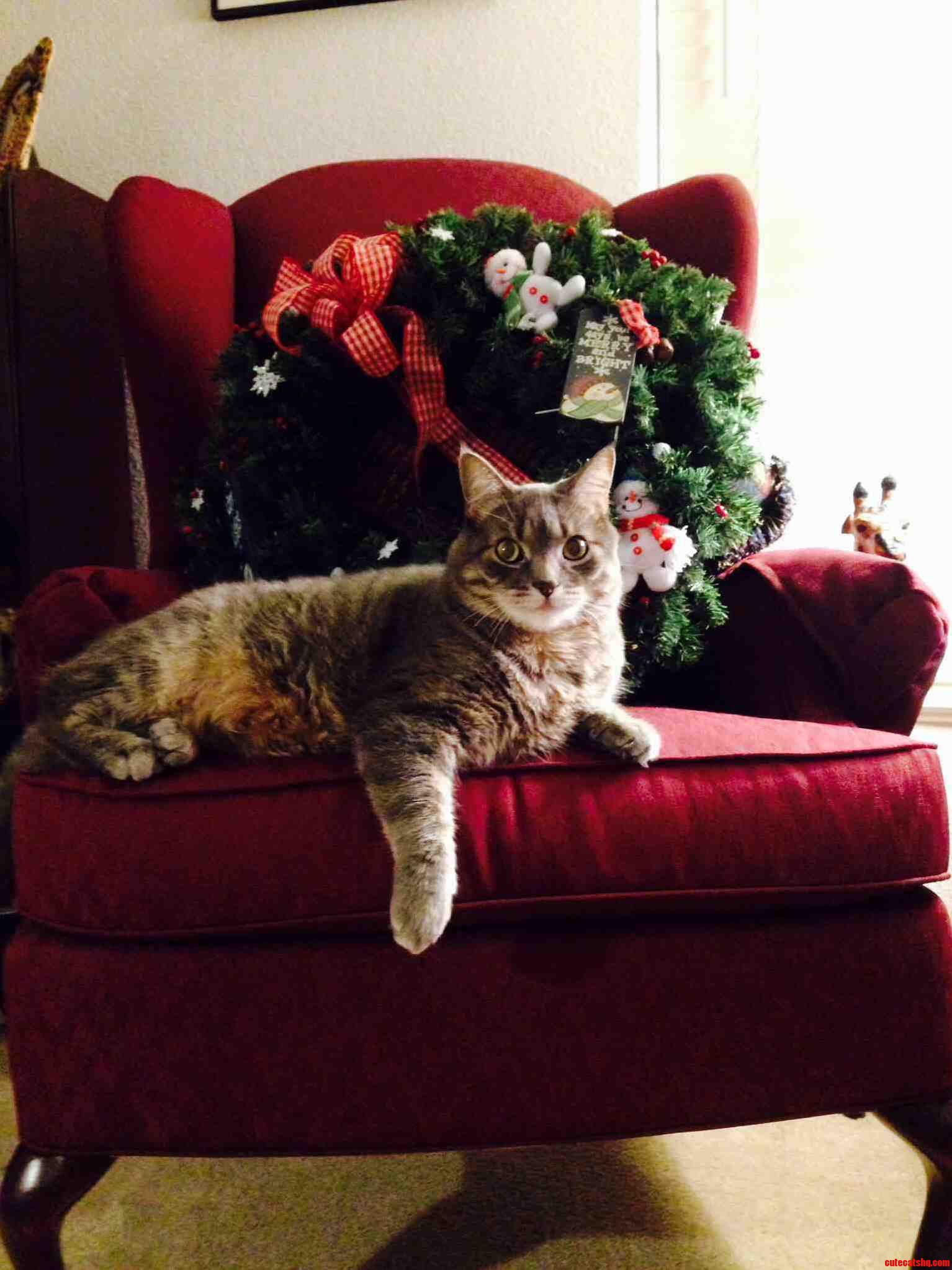 Leave Room to Get Hook to Hang Up the Wreath Came Back to Puma Posing Too Perfectly