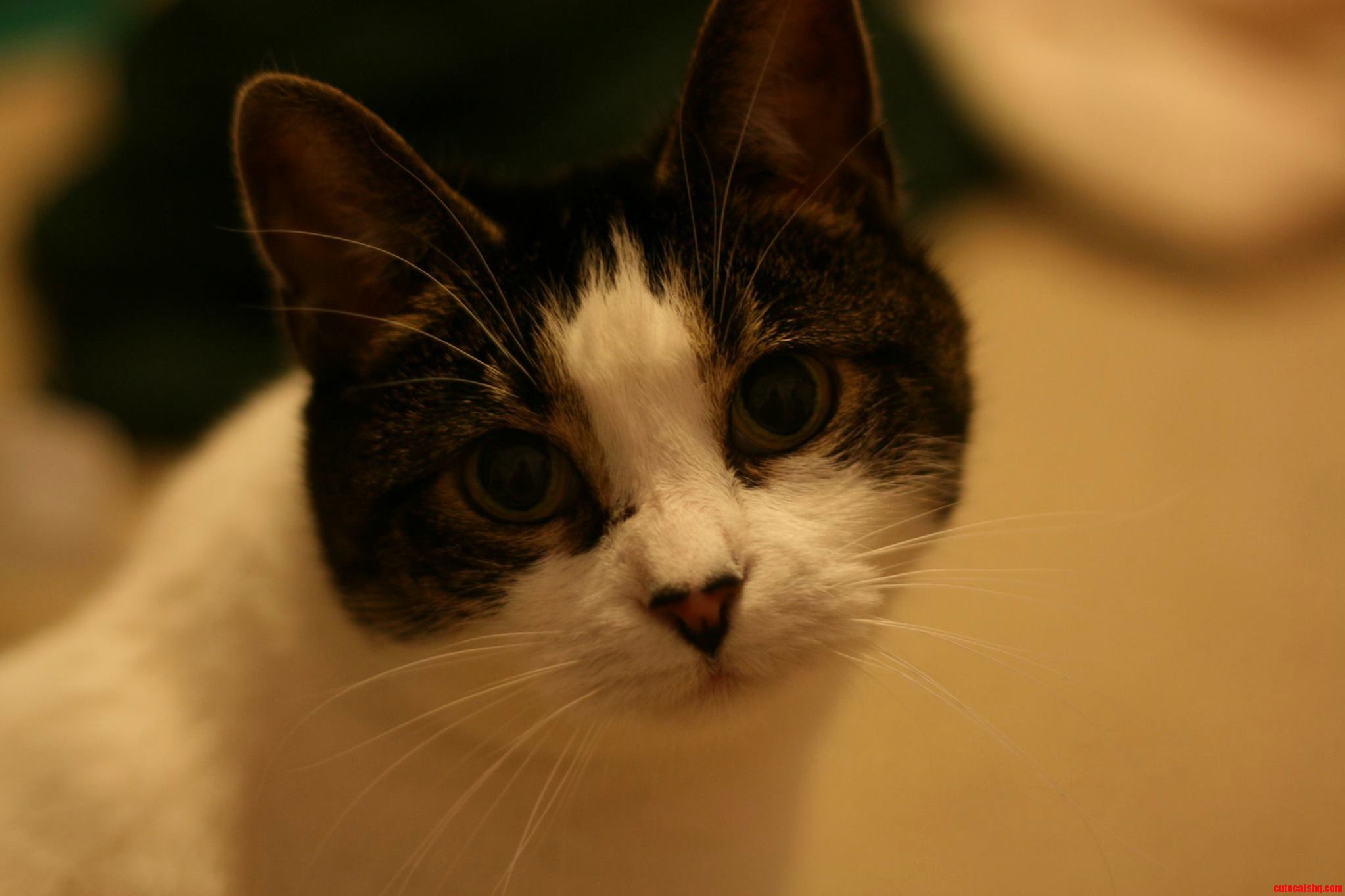 Lillie Queen of the Feline Hegemony