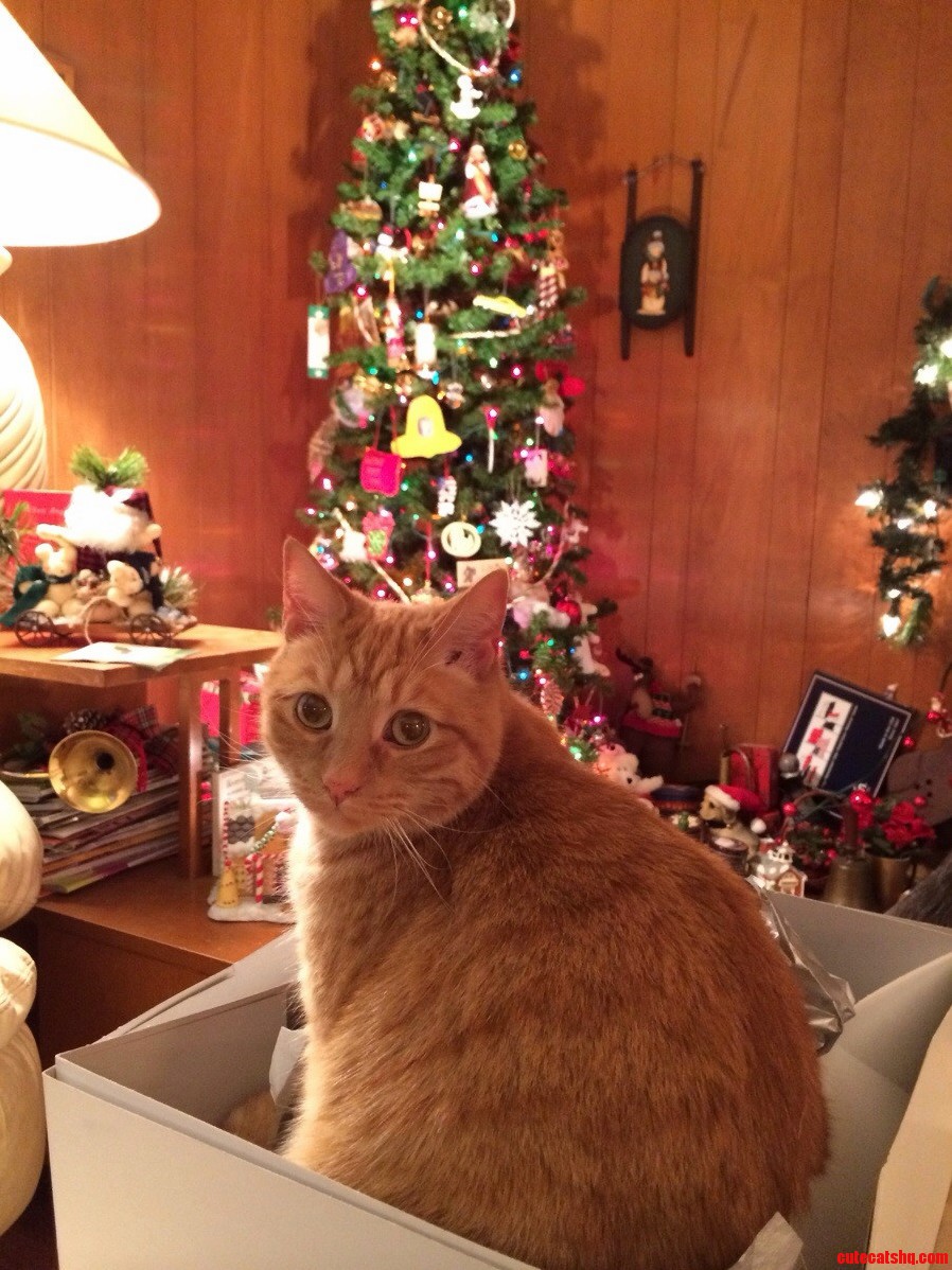 Lily - Post Christmas