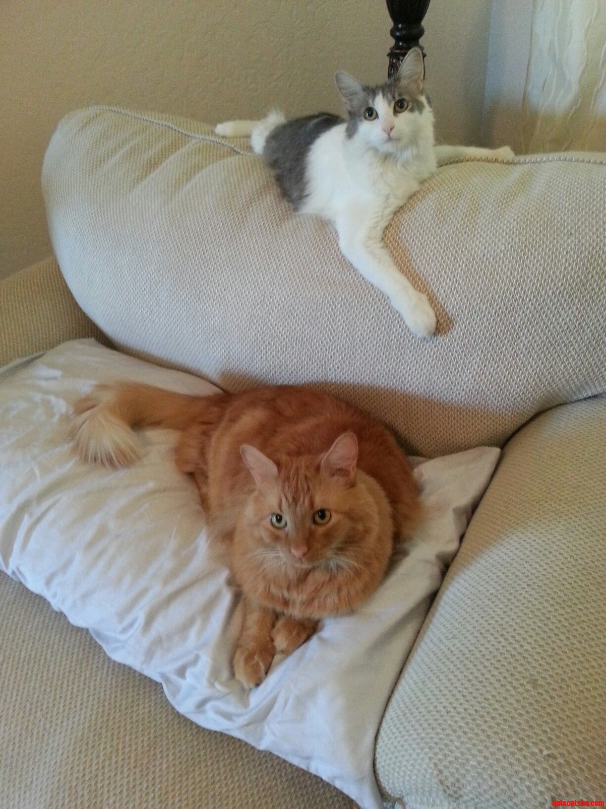 Little Chloe Cat and Mr Kiddah. Two of My Kitty S