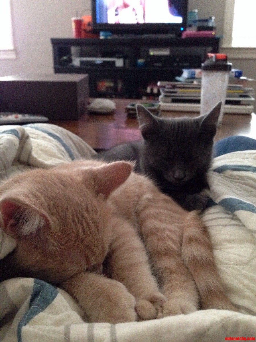 Little Lap Nappers