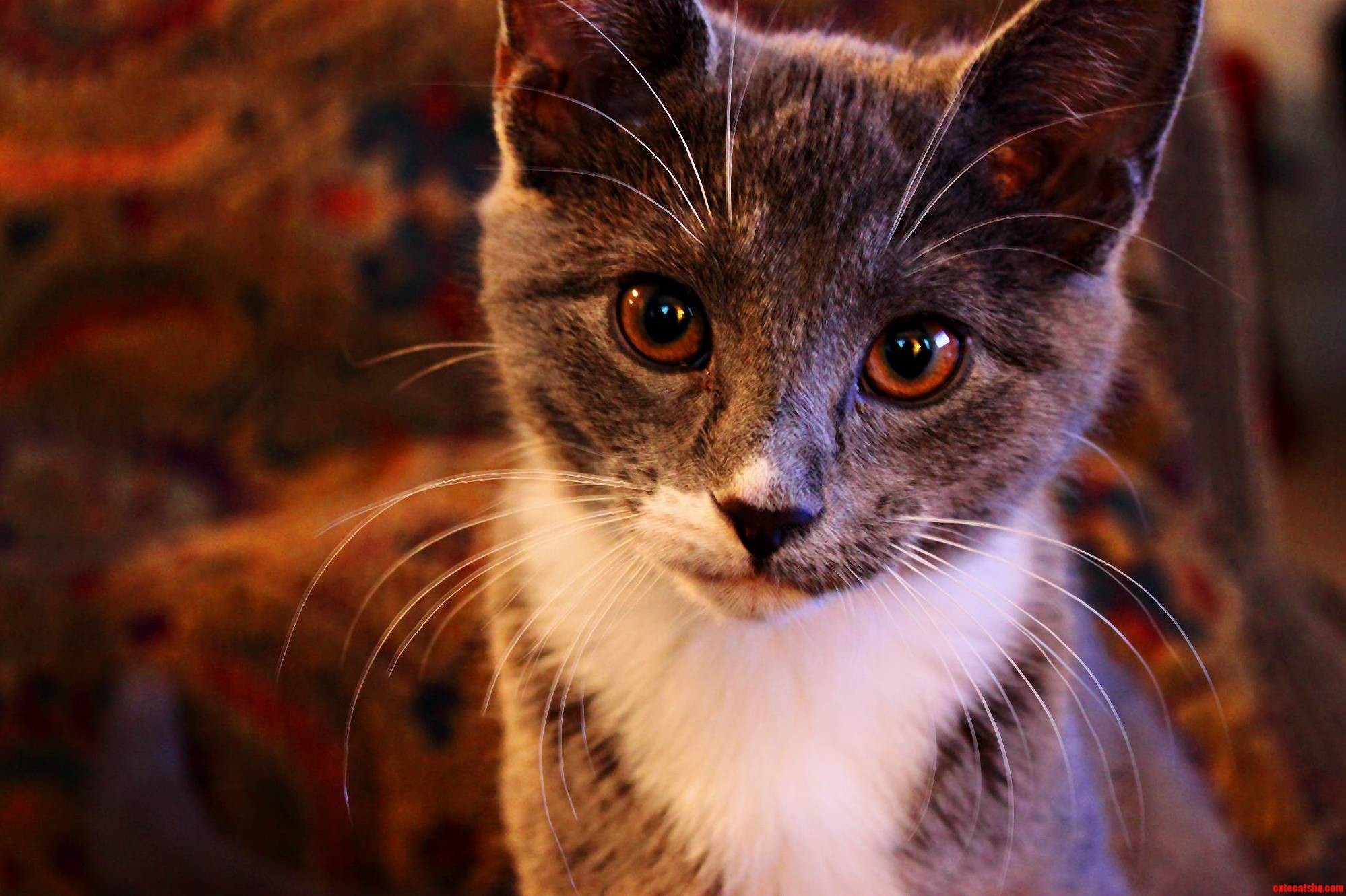 Little Miss Bright Eyes