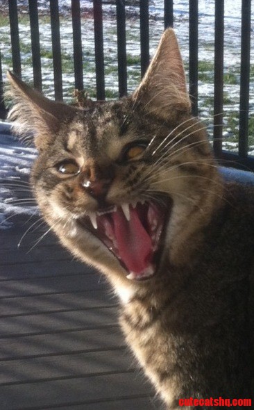 Look at My Brothers Fucking Epic Cat