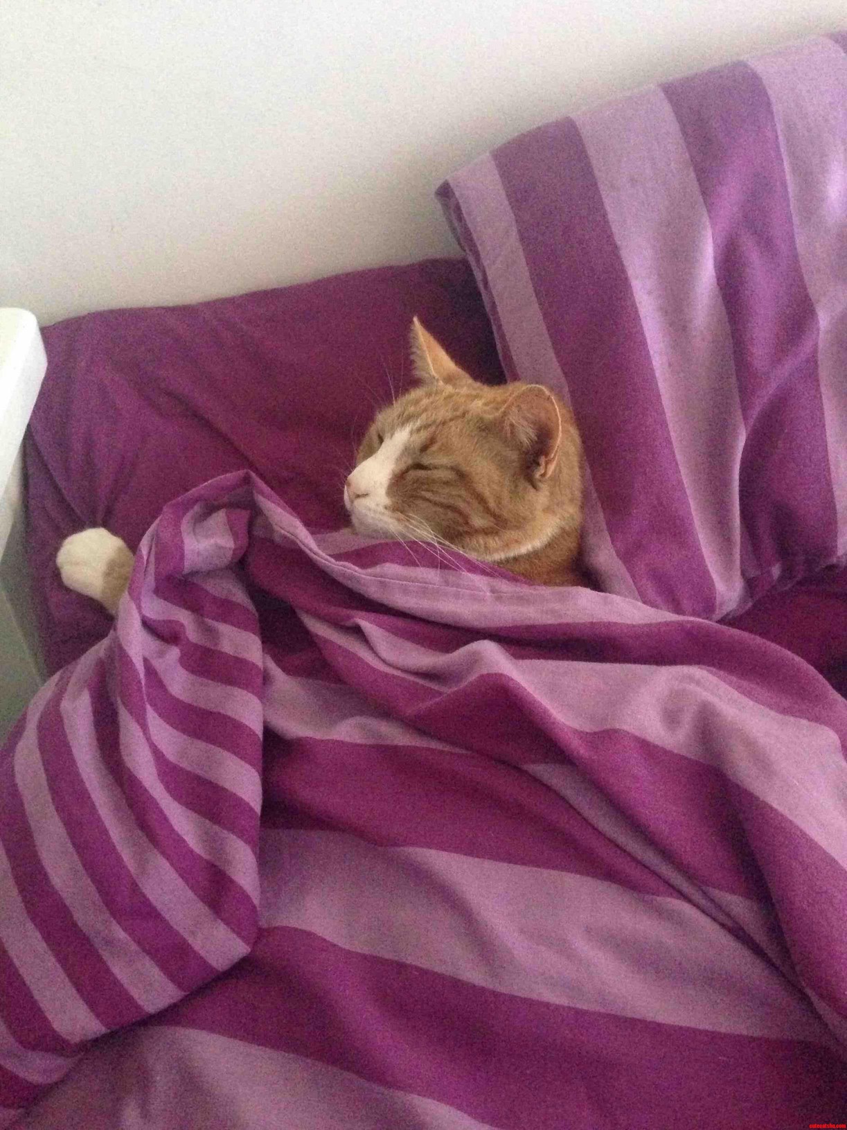 Look at My Cute Snuggle Kitty
