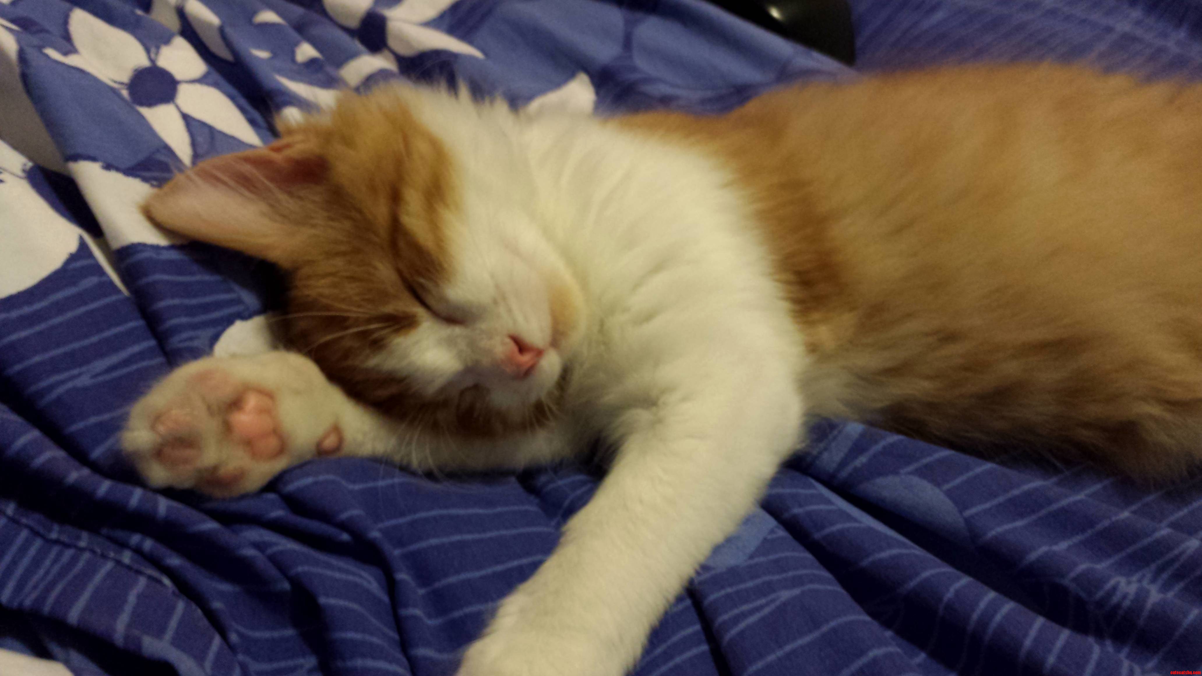 Look at This Little Cutie.