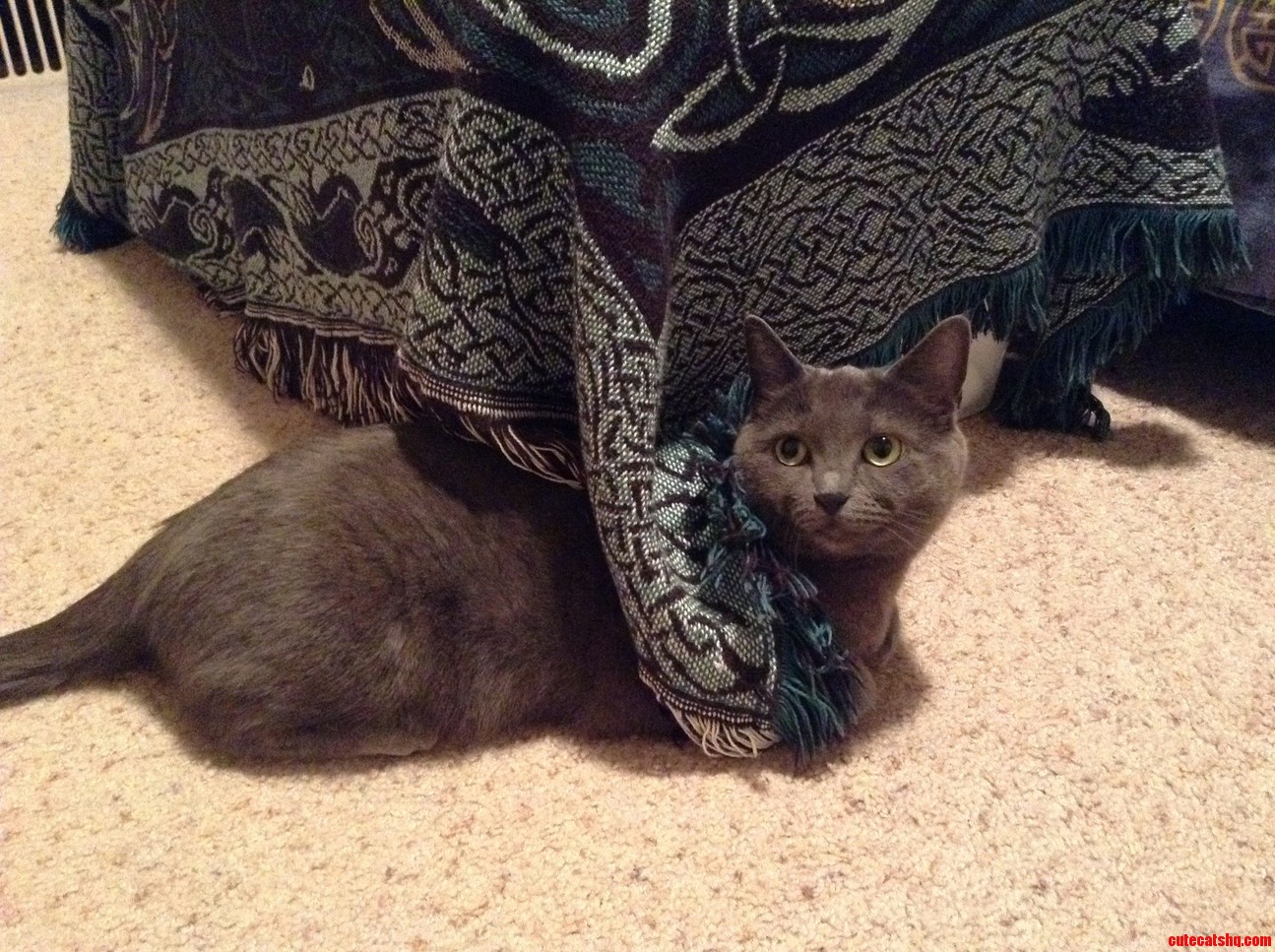 Look Im Smug and Under the Blanket