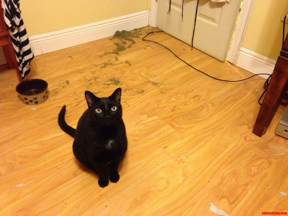 Look Who Doesnt Care That They Just Broke an Entire Container of Catnip All Over My Floor This Wanker Right Here.