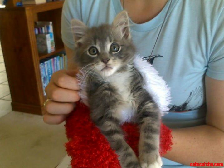 Lost My Fur Baby Today This Was Him on His First Christmas 2011.