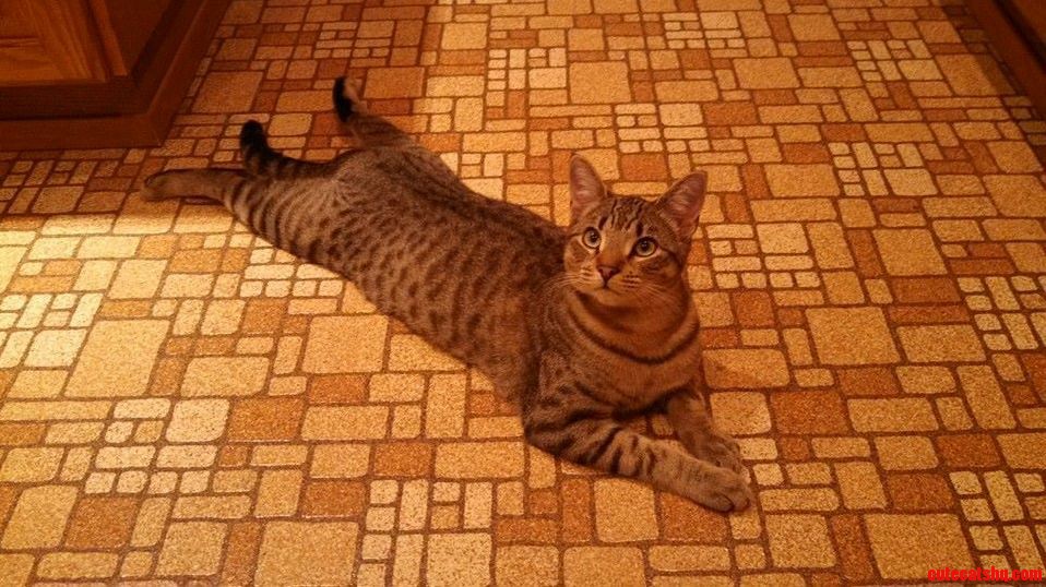Loungin