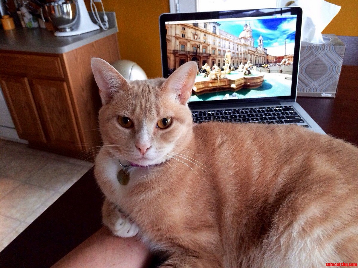 Lucy Obviously Has Ideas That Dont Involve Me Using My Computer.