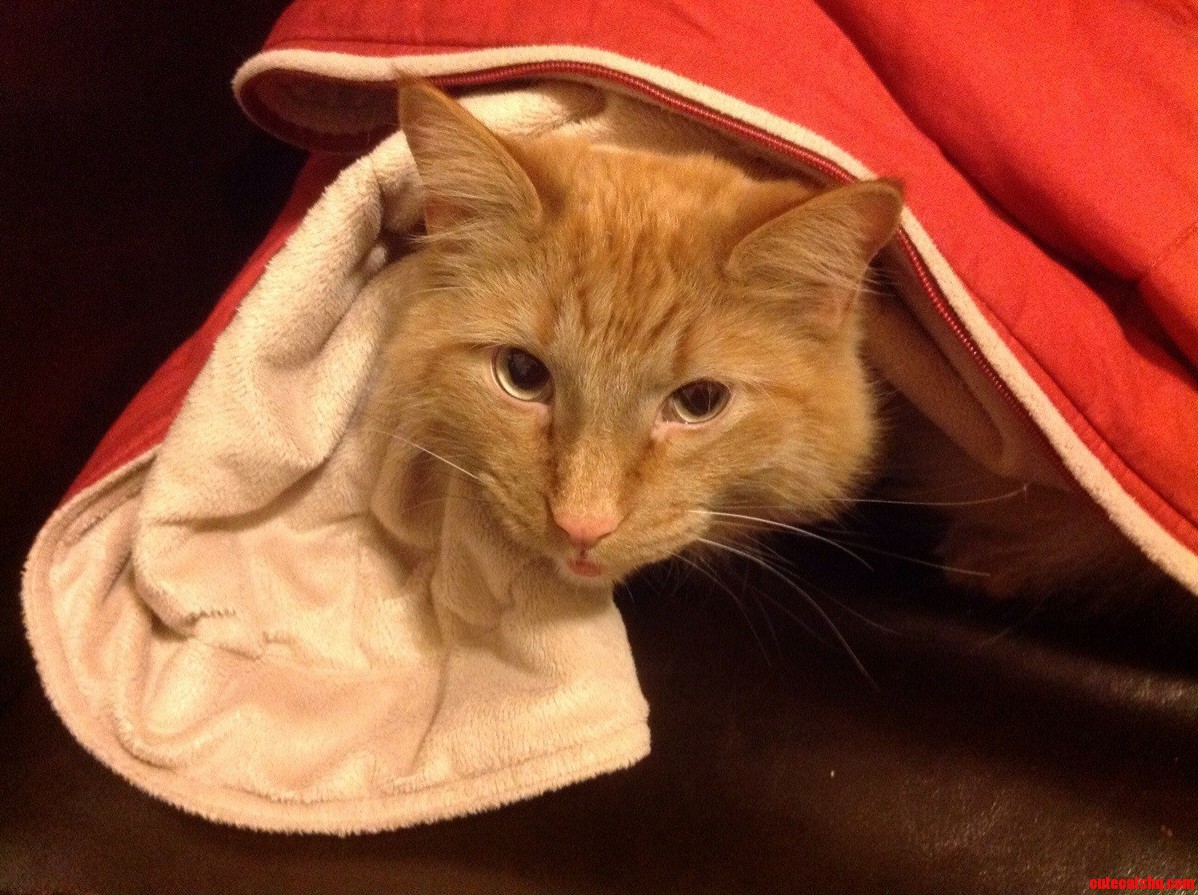Lukes Keeping Warm and Cozy for the Snowy Weather... He Wont Let Me Join Btw