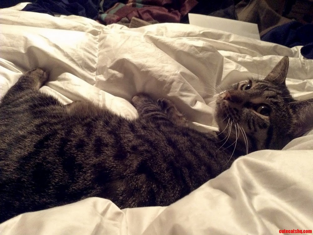 Luna Loves the New Comforter.