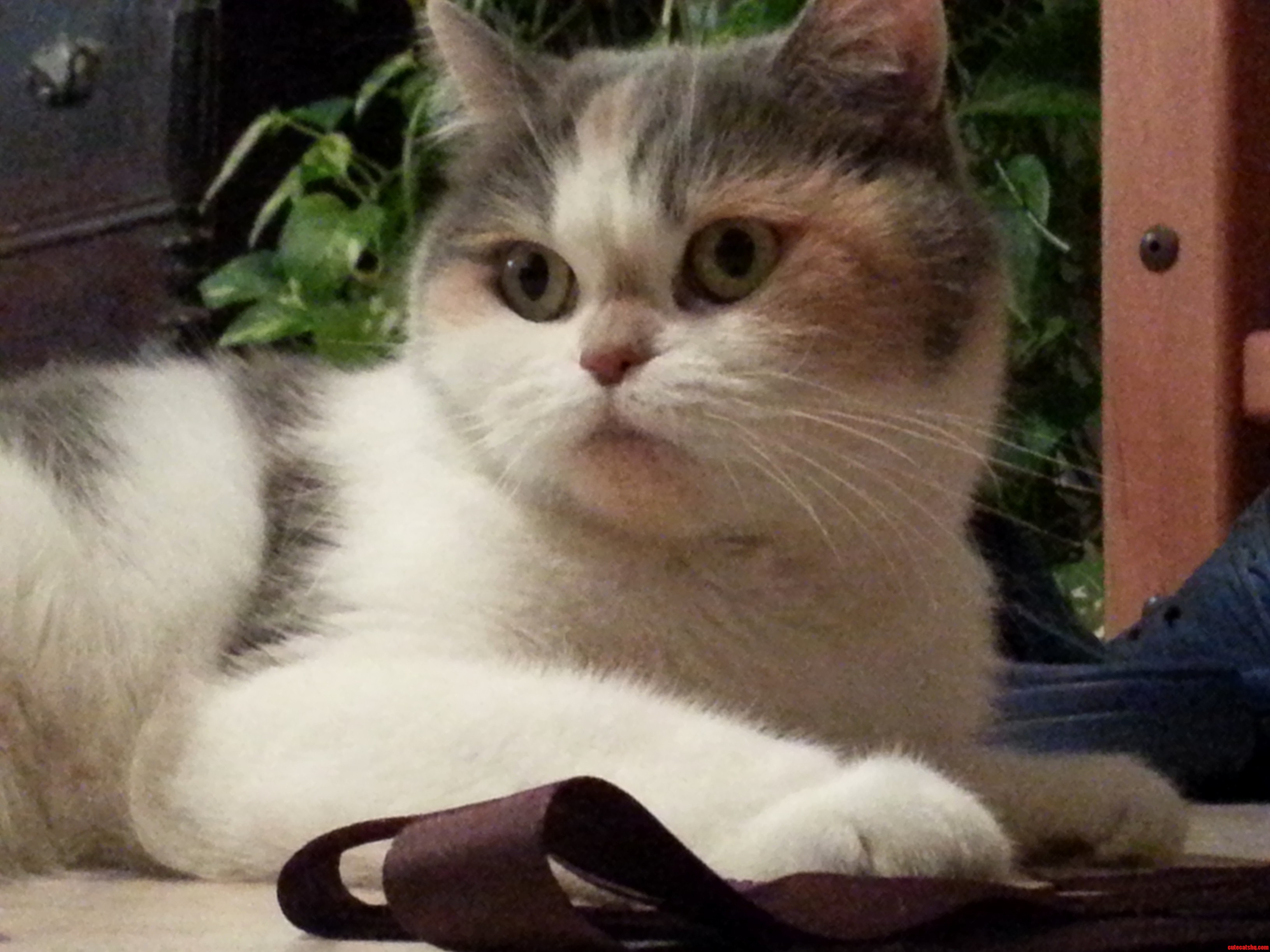 Maddy Magnificat