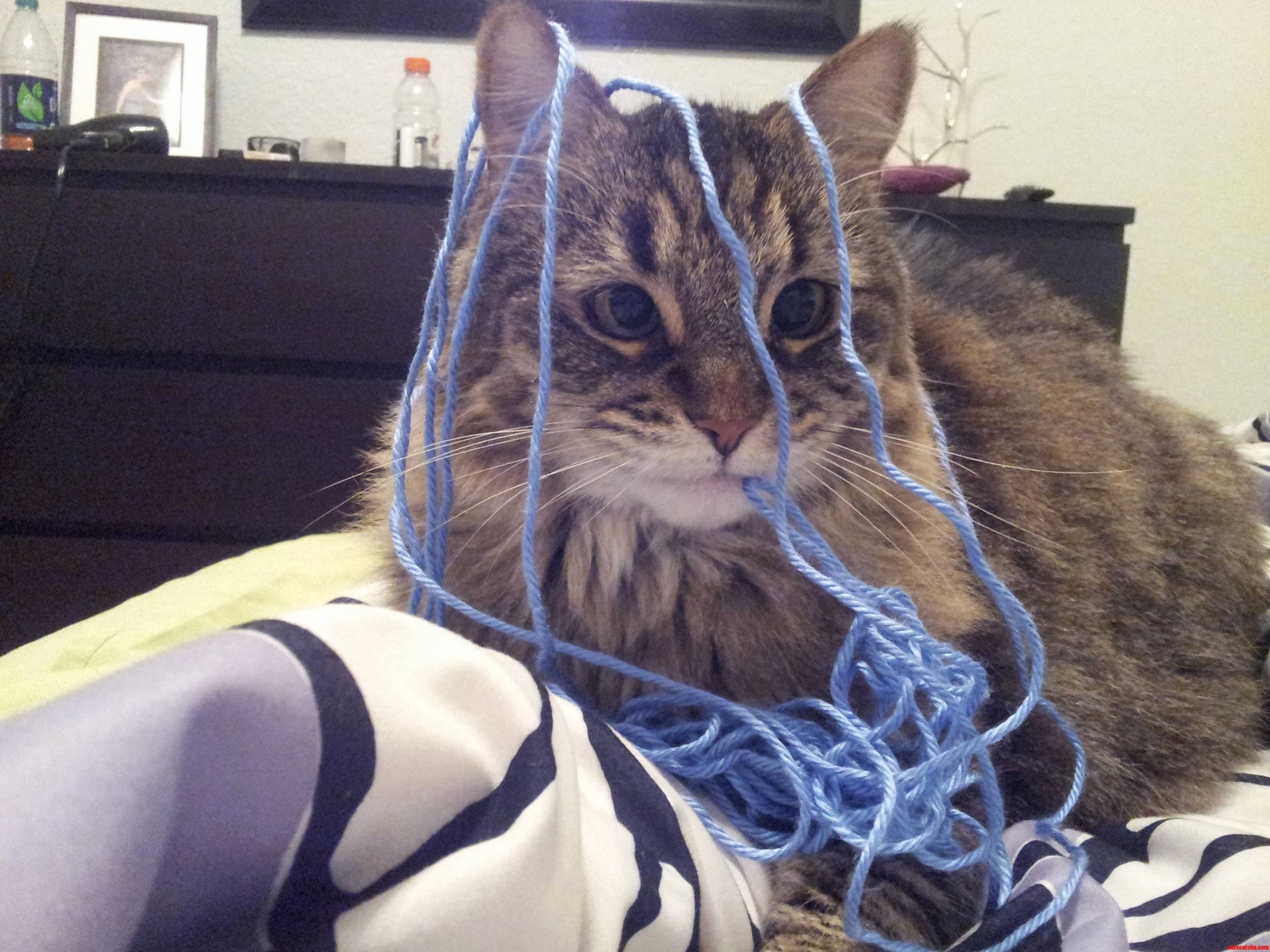 Madeline Found My Knitting
