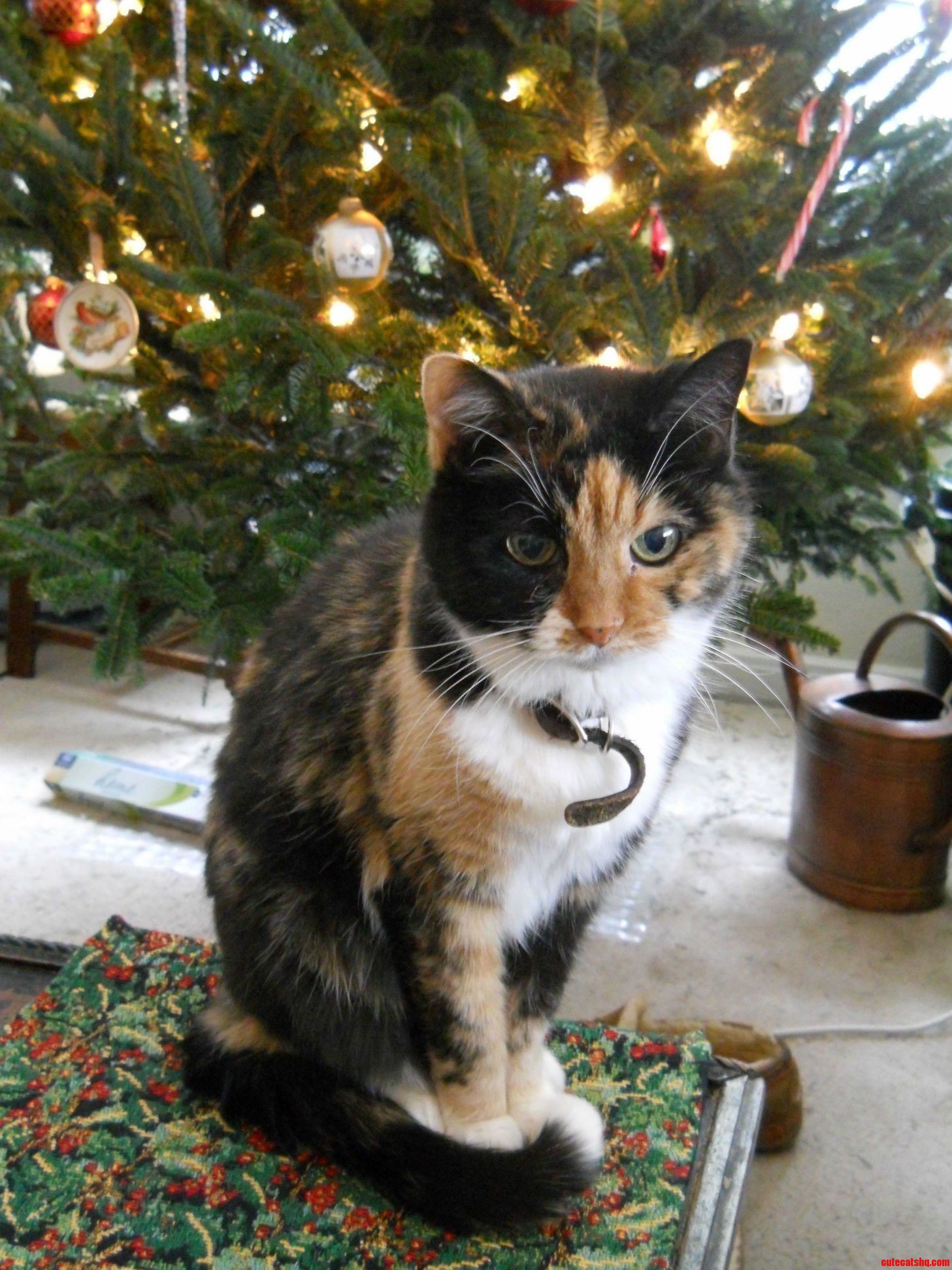 Maggie Says Merry Christmas for the 18th Time