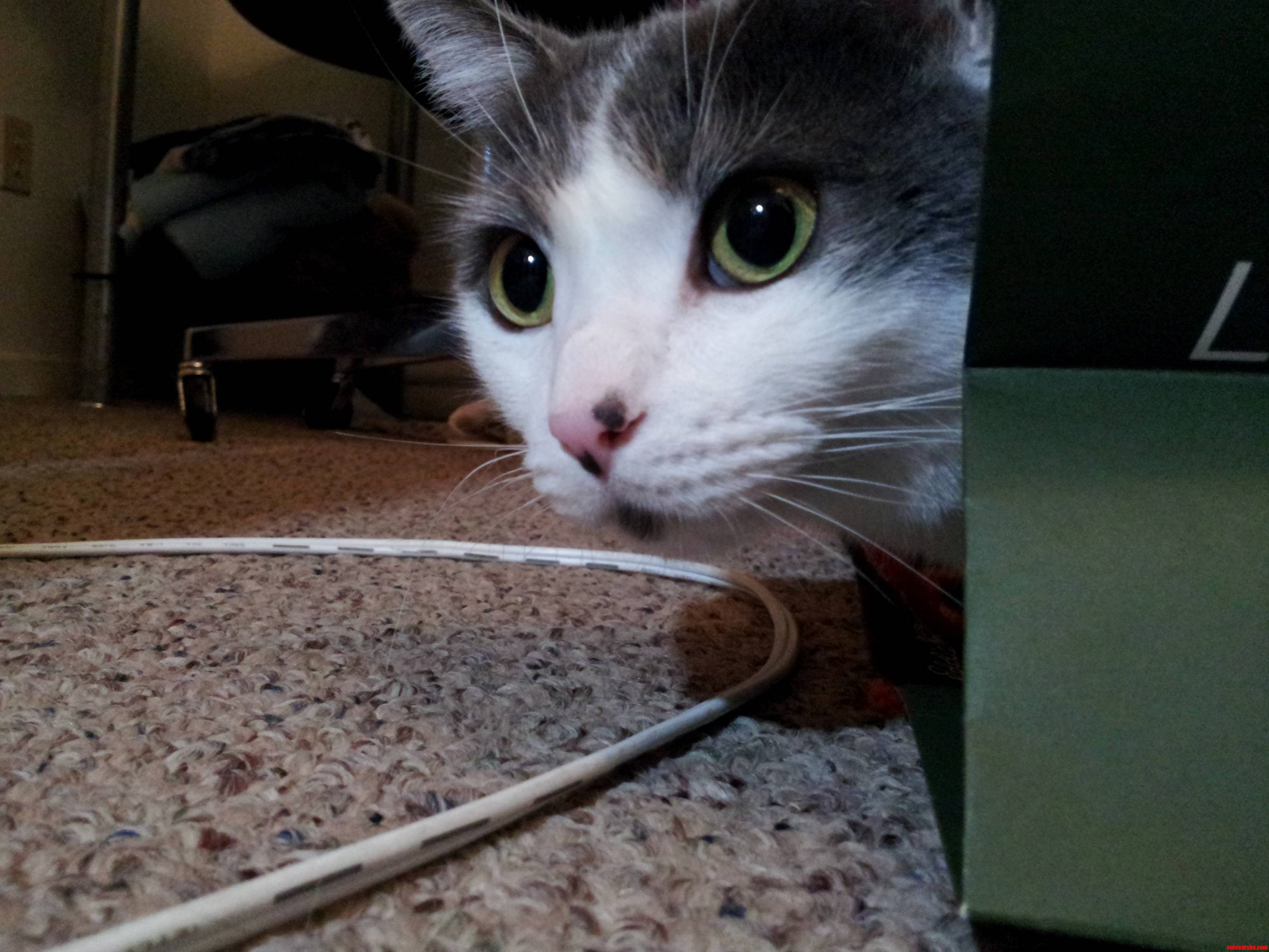 Magnolia Always Looks Like Shes Got Soot on Her Nose