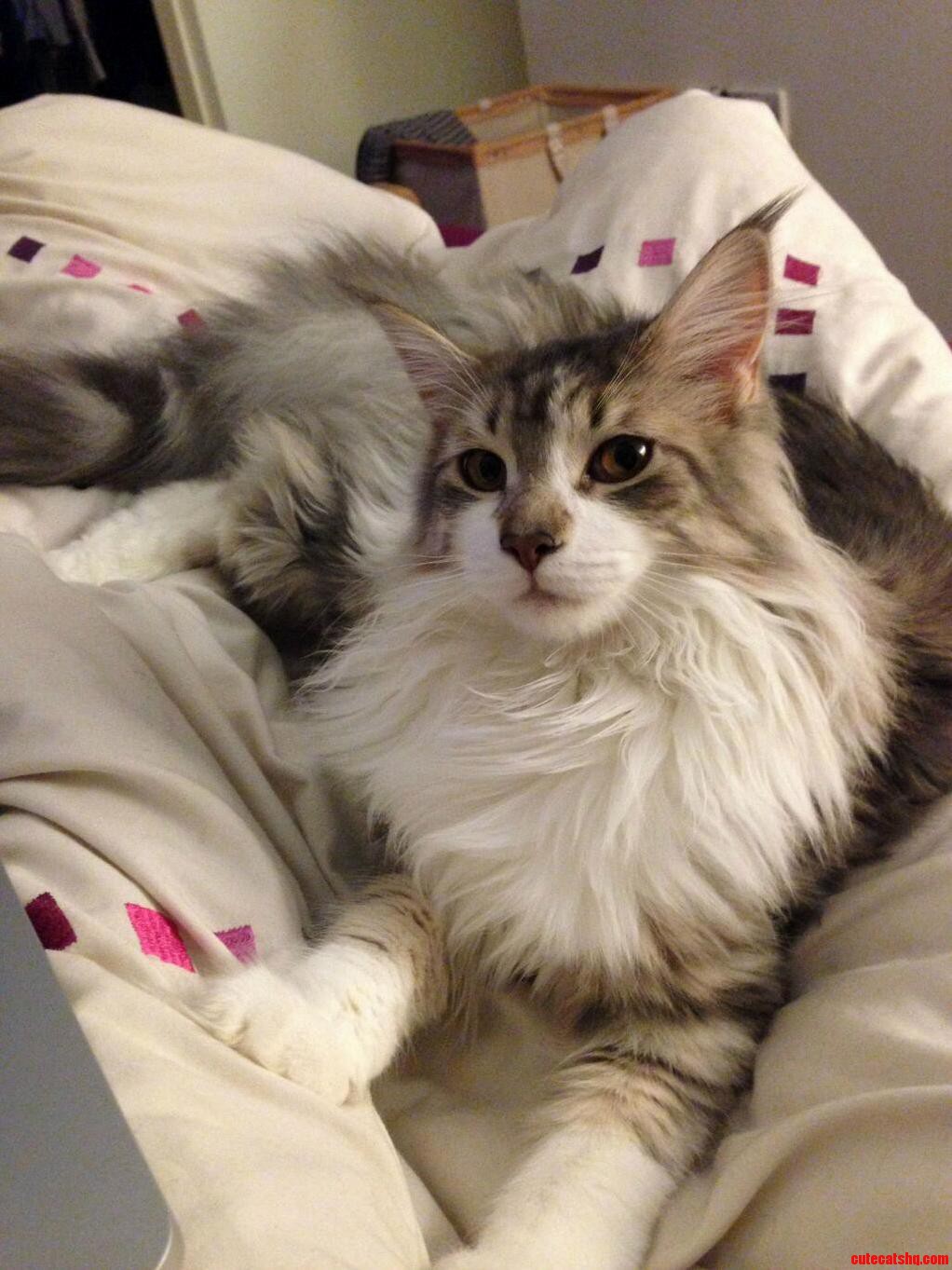 Maine Coon Kitten