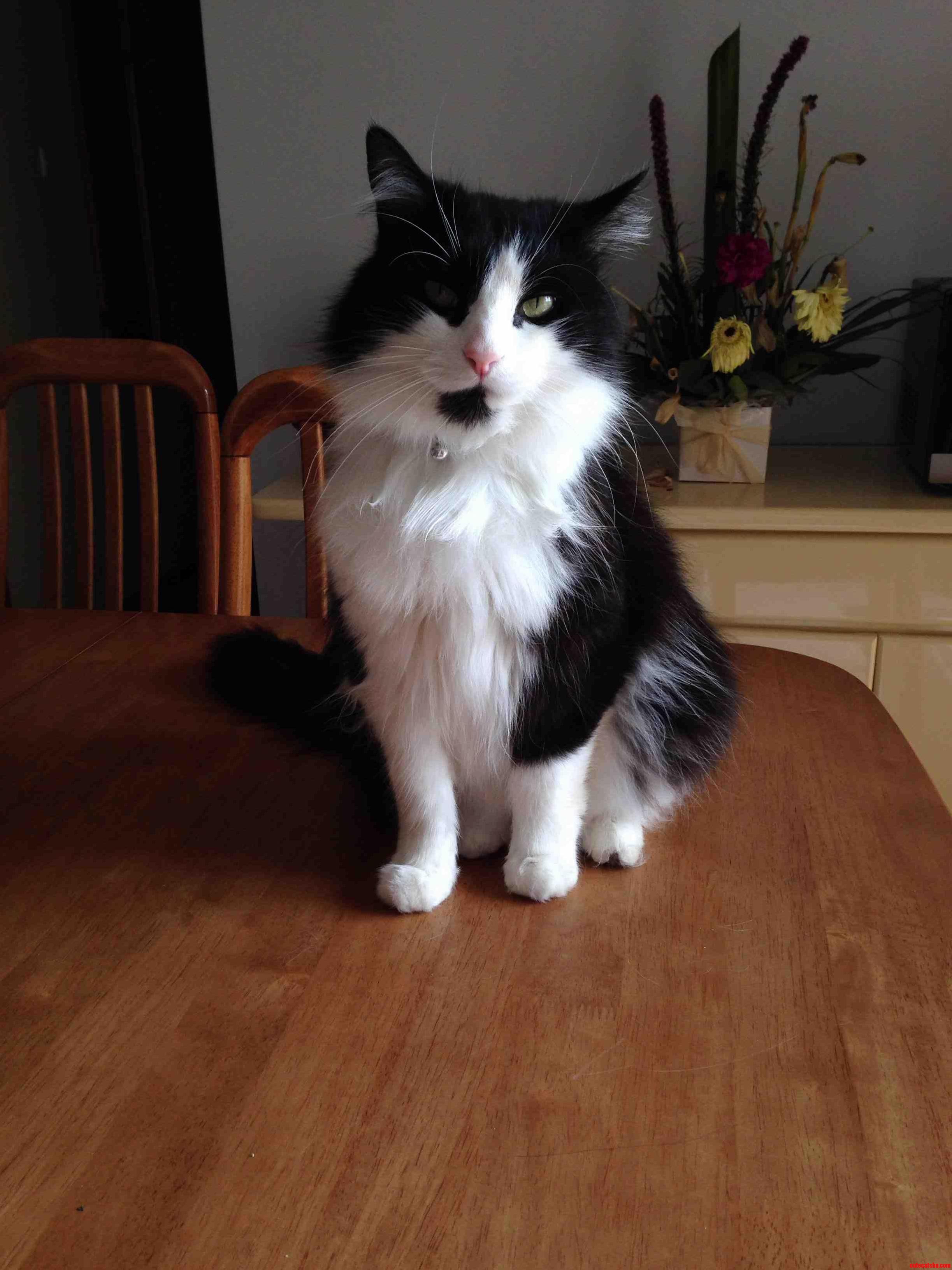 Majestic Man