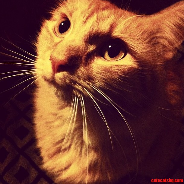 Male Cat Model Looking for Work