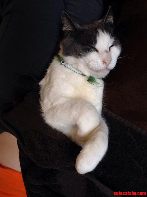 Mantis Cat