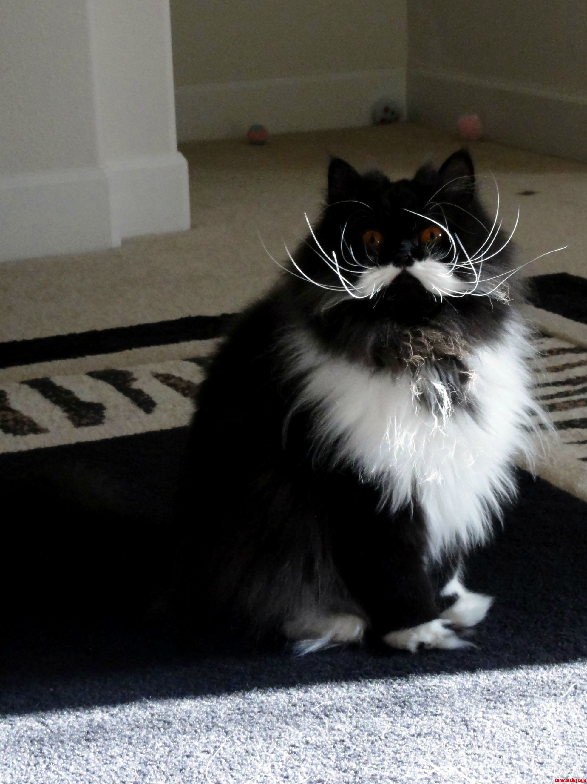 Marvelous Mustachioed Persian Named Midori