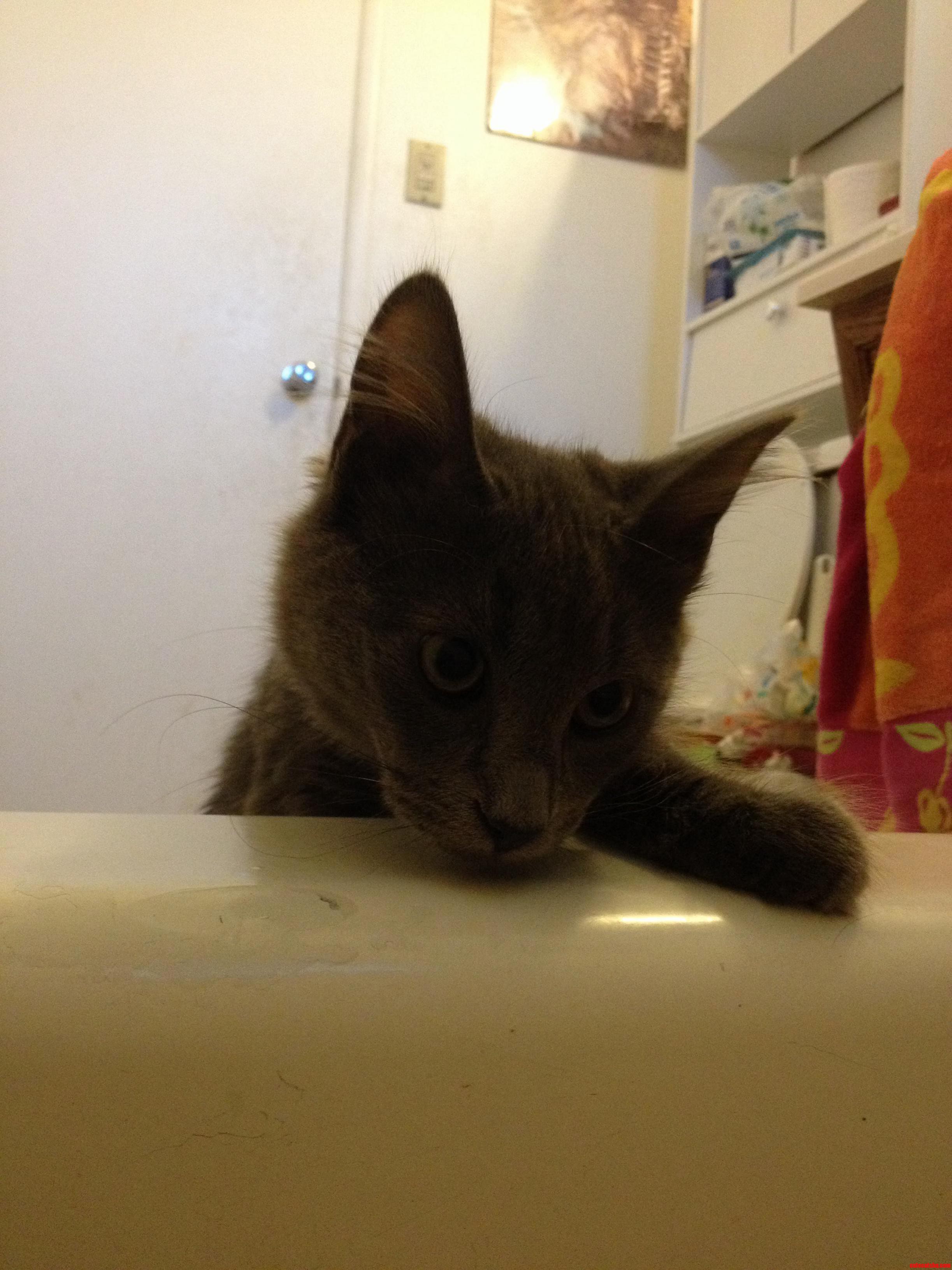 Maxwell Is Very Concerned About Me in the Tub This Morning