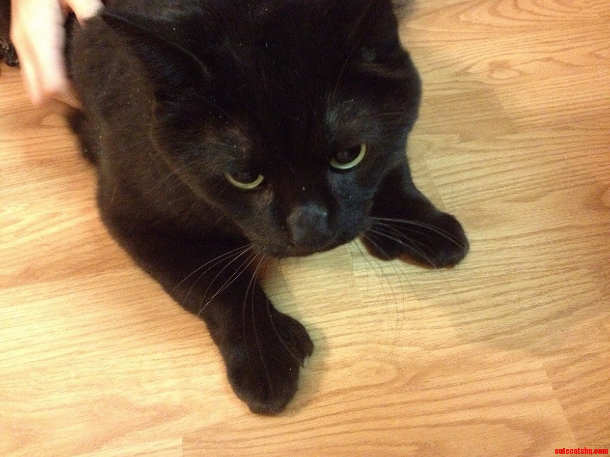 May I Introduce Chester the Cat with Thumbs.