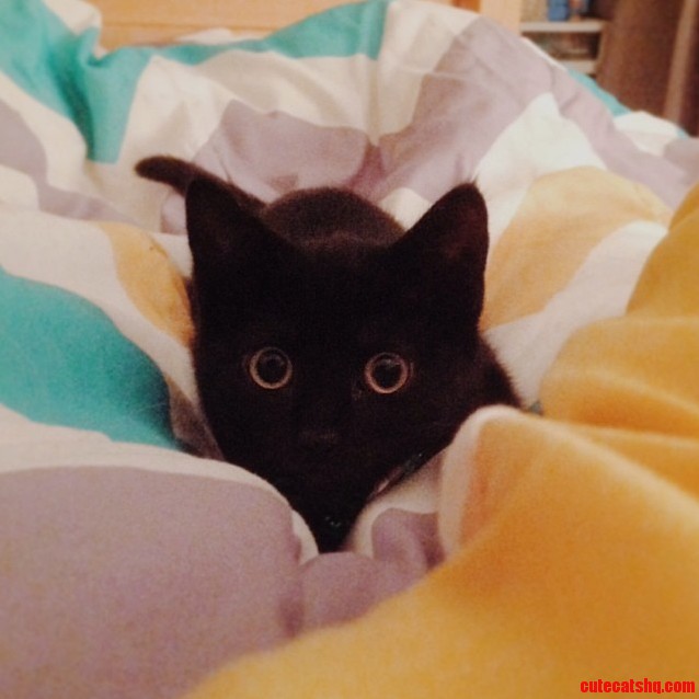 Meet Bugaboo. She Loves Bedtime Because It Means That She Can Chase My Feet Under the Covers.