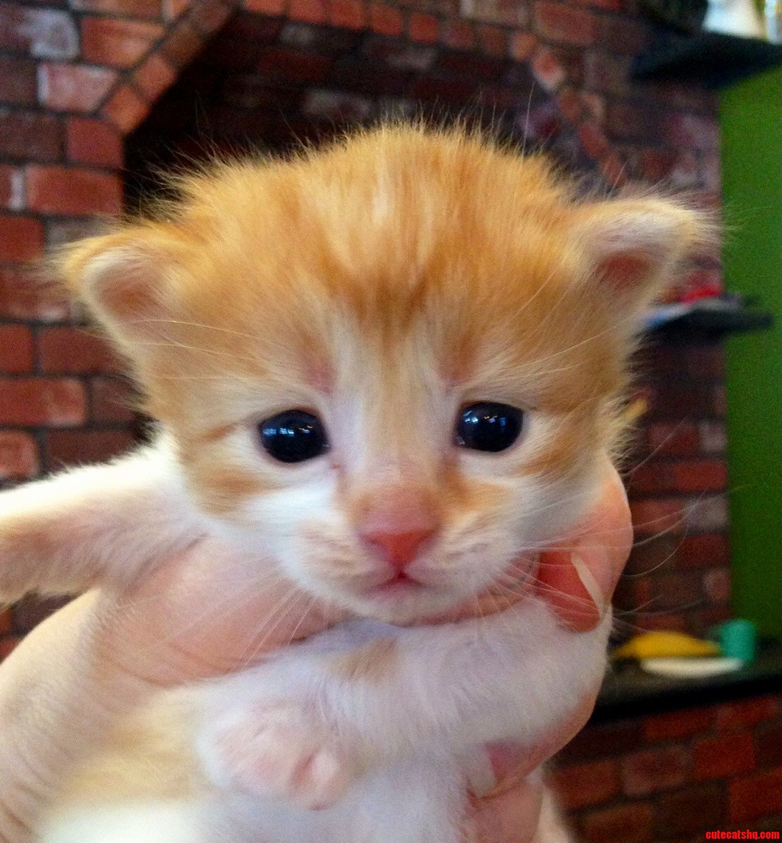 Meet Cutaway My Very First Kitten.