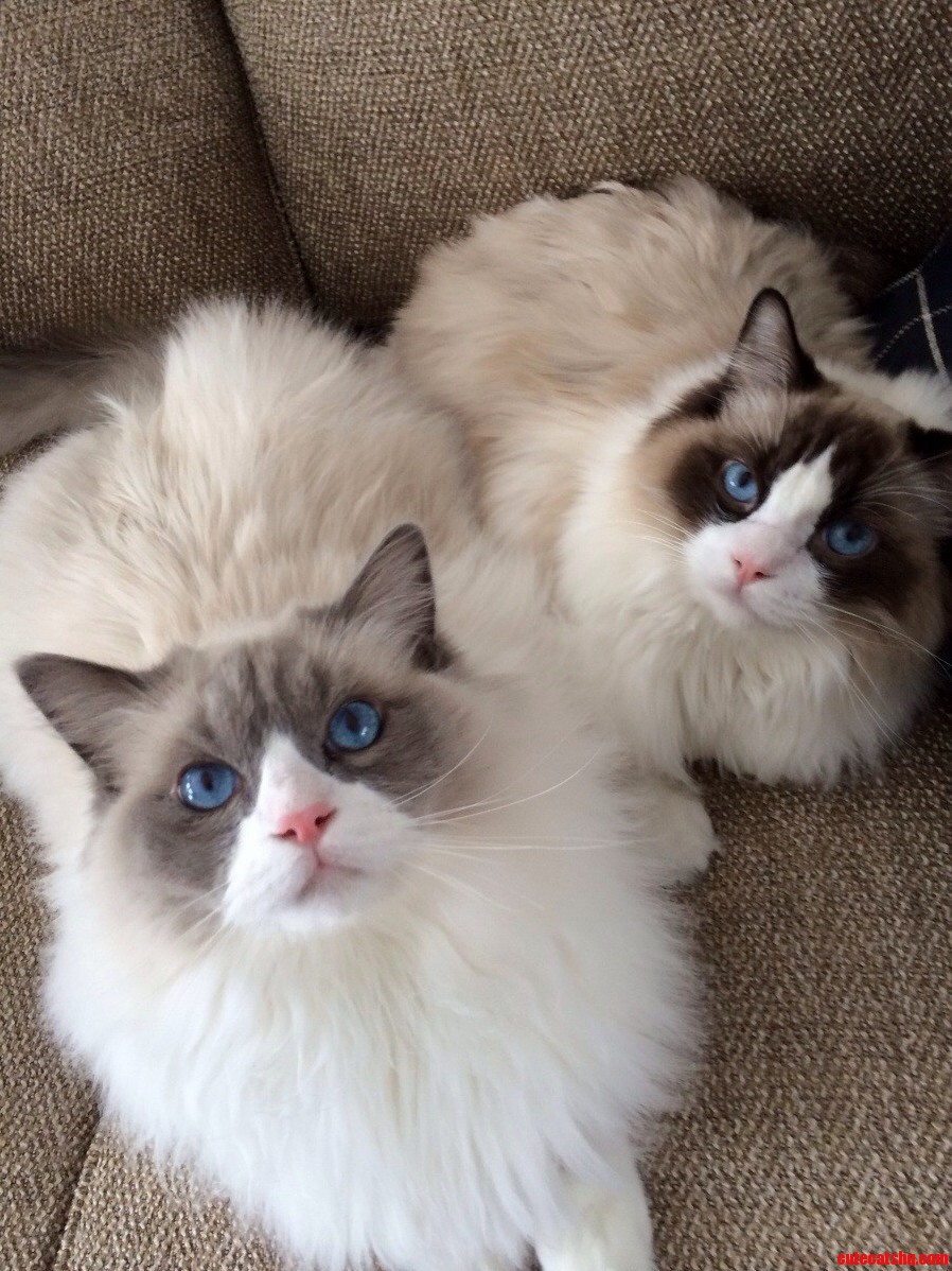 Meet Ella and Louis Two Pretty Ragdolls