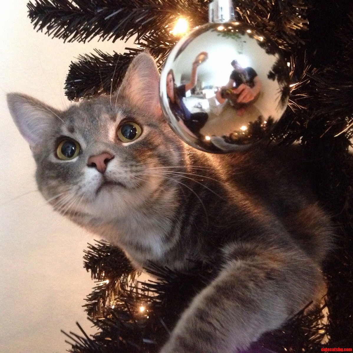 Meet Flower the Christmas Cat