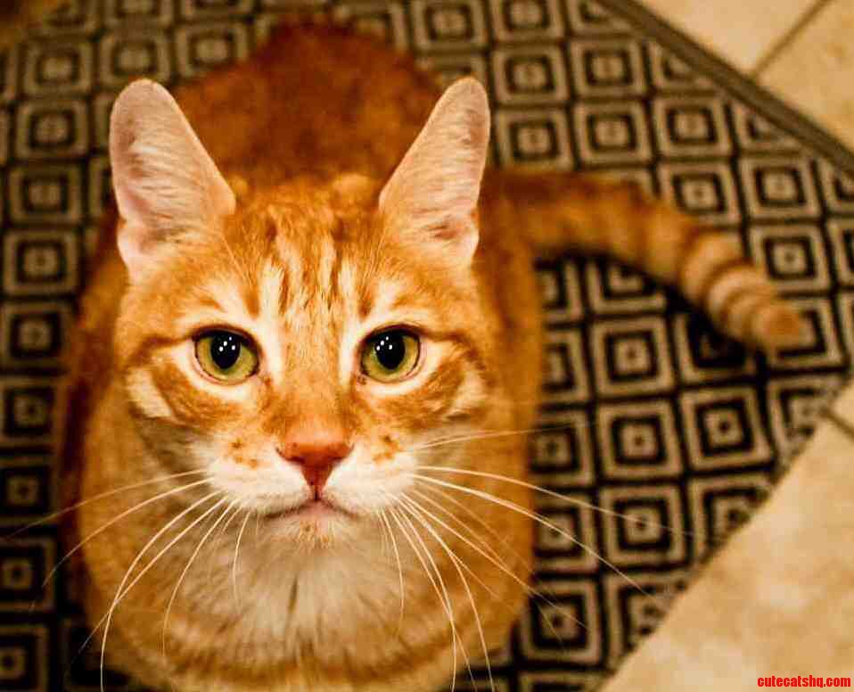 Meet Mr. Benny