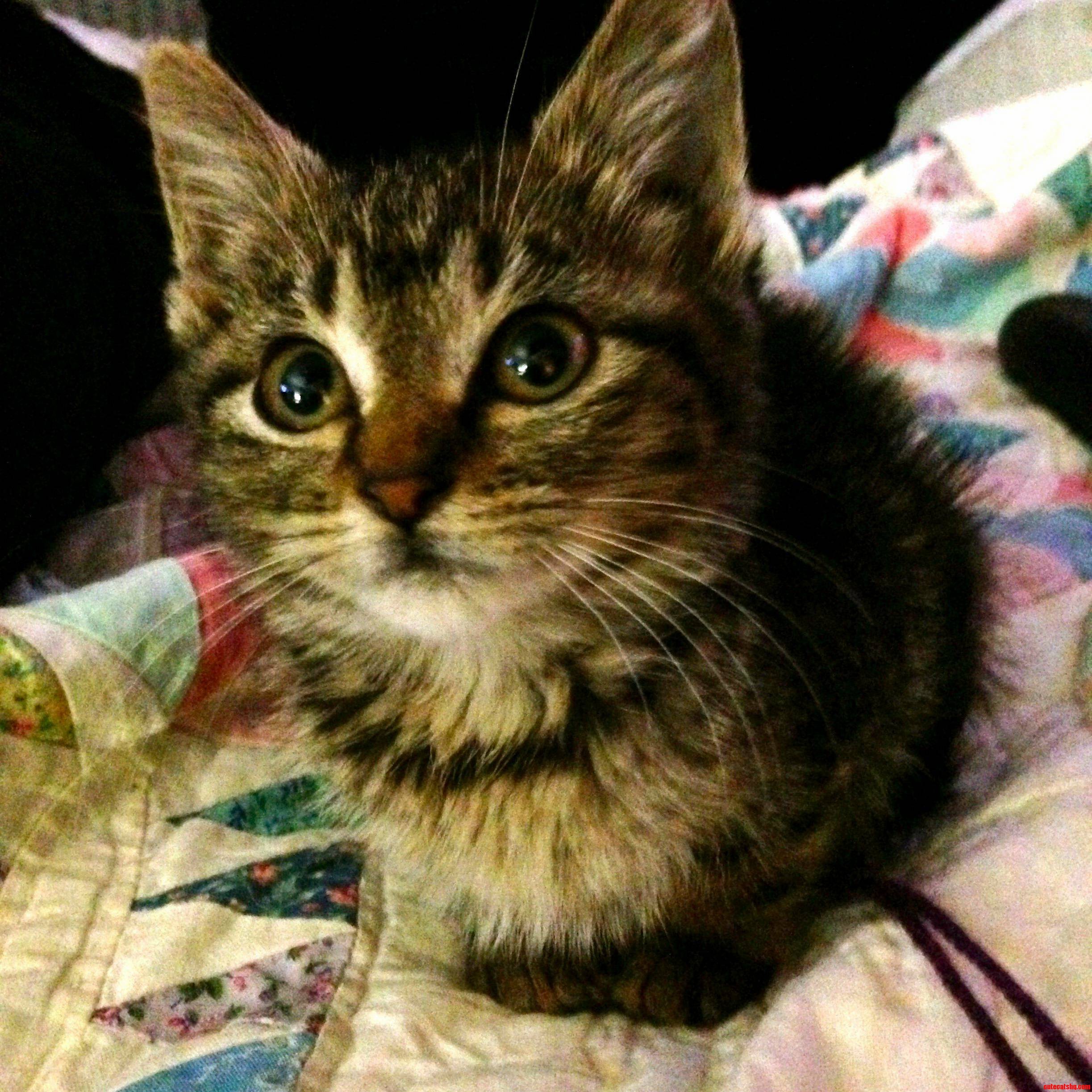 Meet My 7-week Old Kitten Cleo