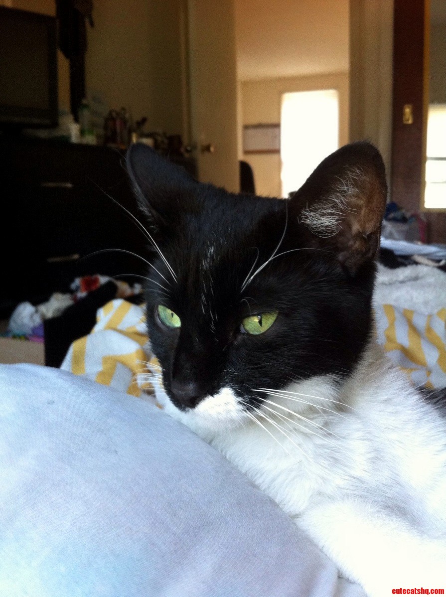 Meet My Cat Clover